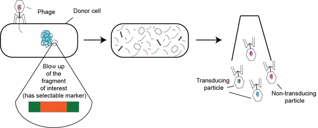 Bacteriophage mediated transduction