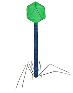 image | The Phage A hand drawing diagram of a P1 bacteriophage Photo by Omar CotsFernandez for The phage