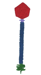 image | The Phage A hand drawing of Siphoviridae phage with a long
non-contractile tail.