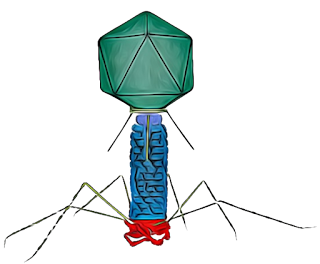 T4 Bacteriophage | The Phage Hand drawing of T4 bacteriophage Photo by Omar CotsFernandez for The phage