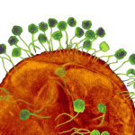 Phages infecting bacteria