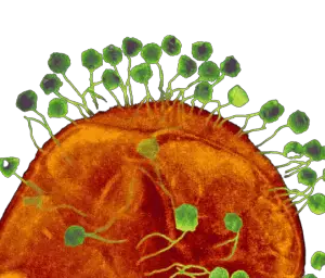 Phages infecting bacteria