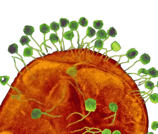 Phages infecting bacteria