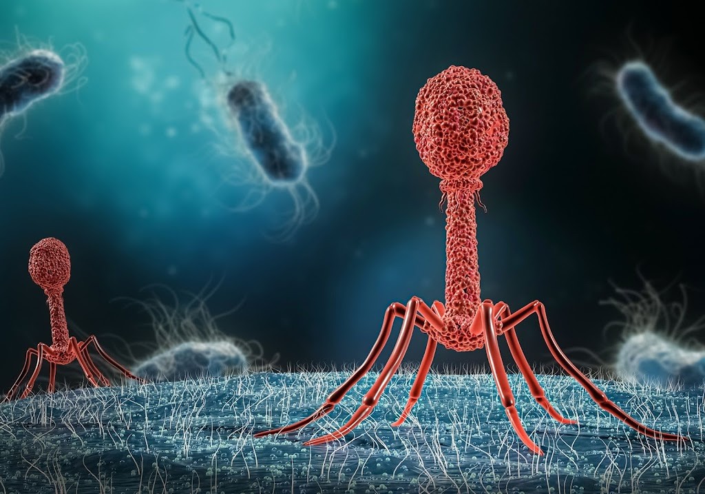 Bacteriophage on the surface of bacteria-UK innovate