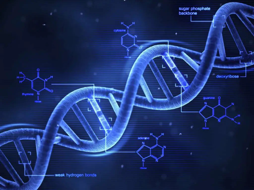 Isolation of phage DNA.