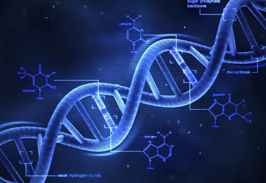 Isolation of phage DNA