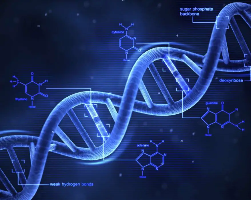 Isolation of phage DNA.