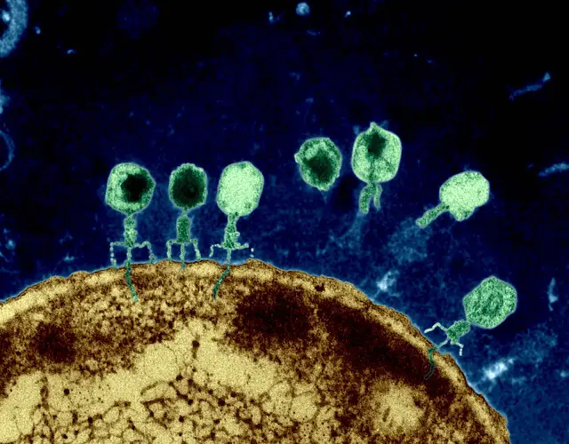 The Lytic Cycle Of Bacteriophage Infection Ends With the bursting of the cell