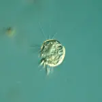 virovore Halteria the virus eating protist