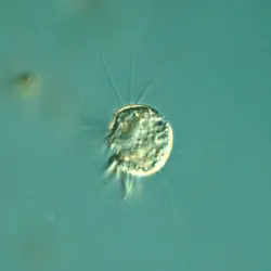 Halteria: The first known virus-eating organisms