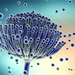 Fungus photo