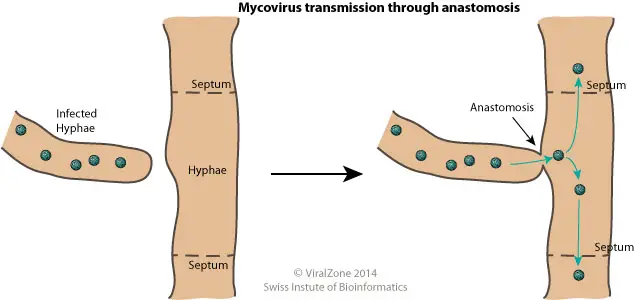 Cell to cell movement of mycovirus