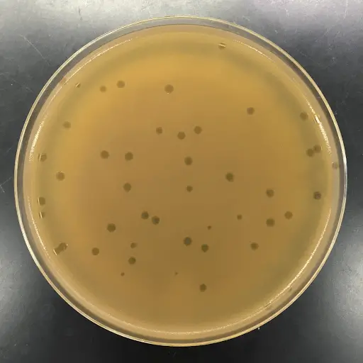 Phage plaques on plate
