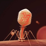 Bacteriophage on bacteria surface