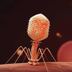 Bacteriophage Beauty Products: The Future of Skin Care?