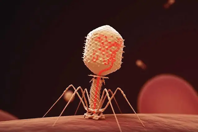 Bacteriophage on bacteria surface