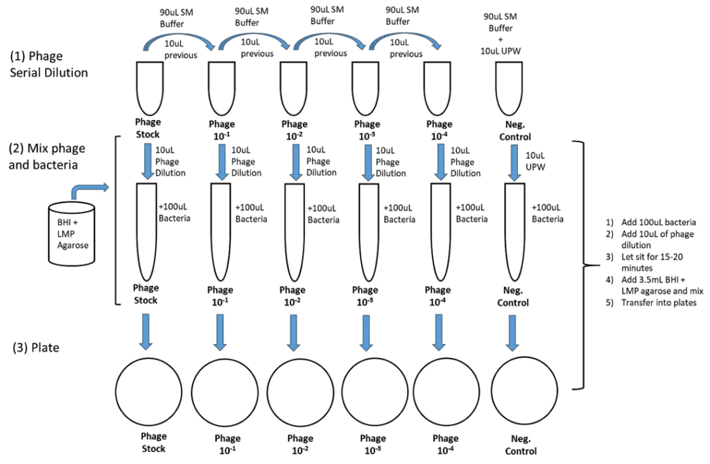 Serial dilution of bacteriophage stock