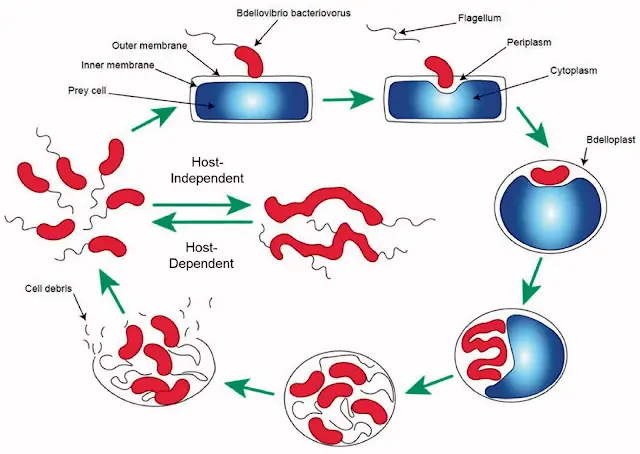 Life cycle of Bdellovibrio bacteriovorus
