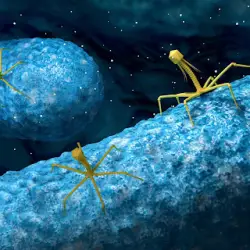 Are phages more effective than antibiotics?