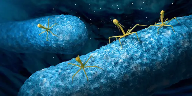 Bacteriophage attacking the bacteria