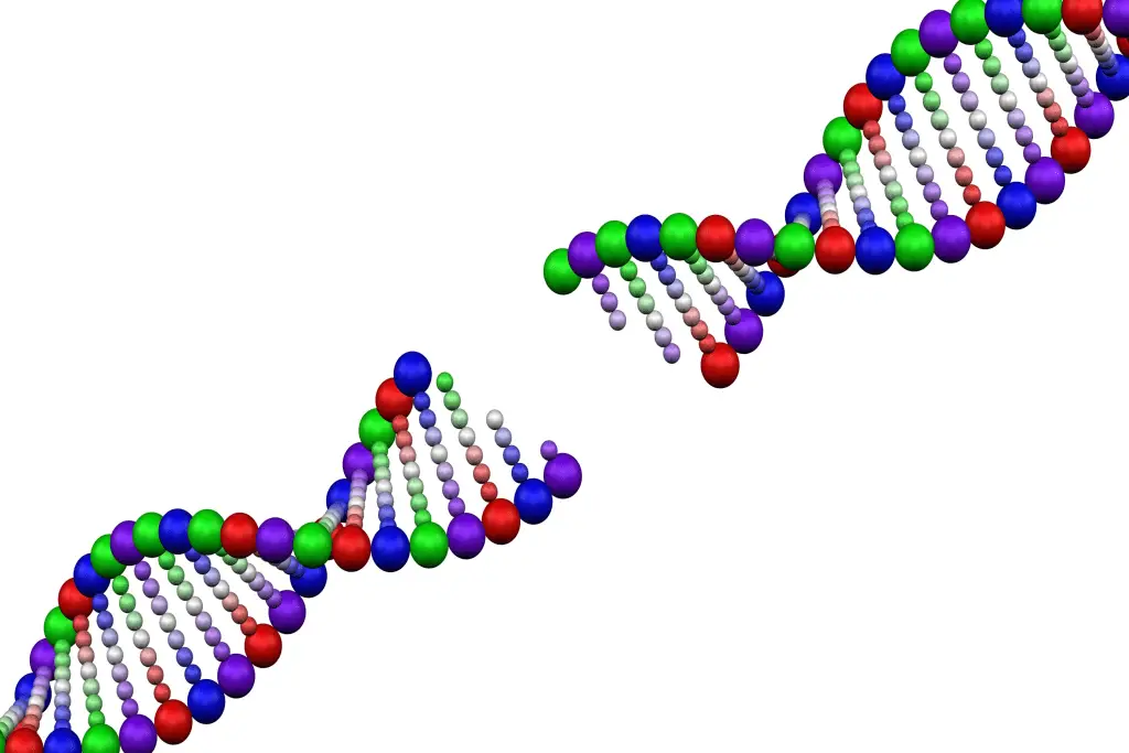 DNA strand (Phage genome assembly)