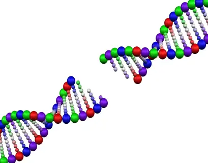 DNA strand Phage genome assembly
