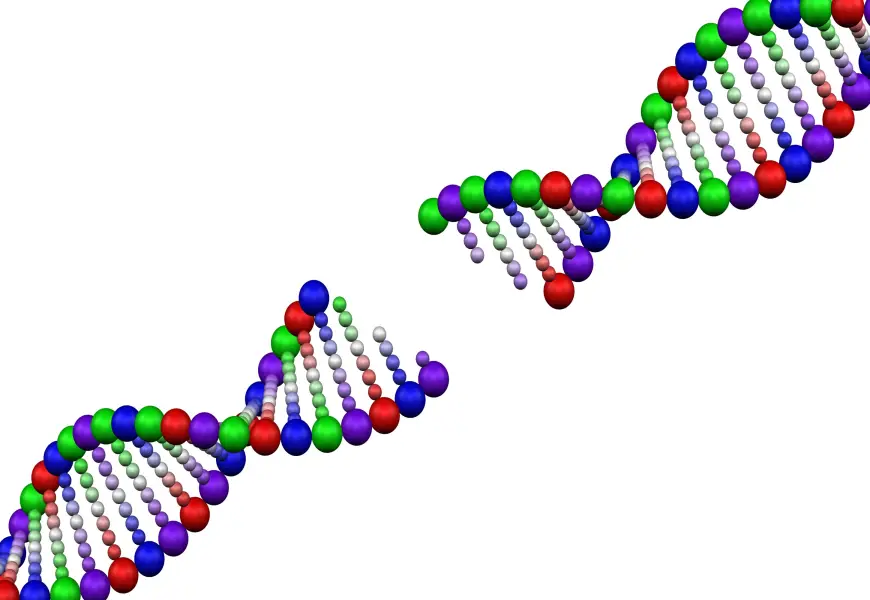 DNA strand Phage genome assembly
