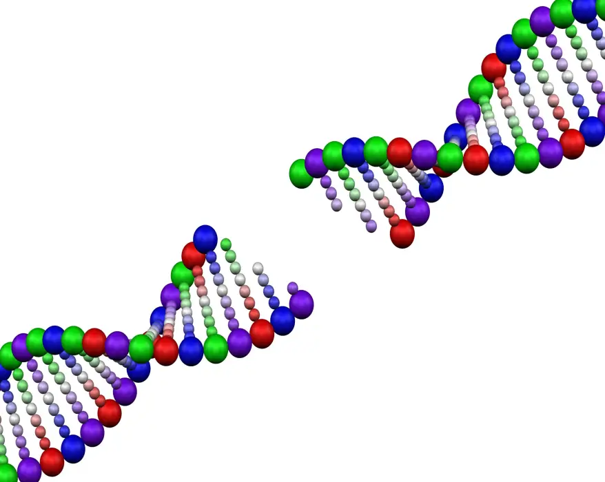 DNA strand (Phage genome assembly)