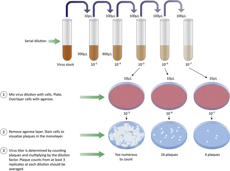 Serial dilution of bacteriophage stock