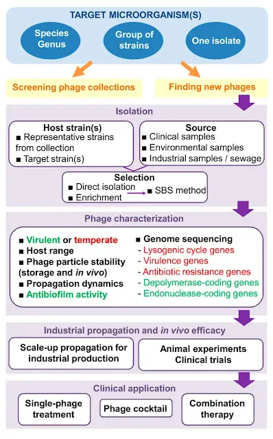 Steps involved in the development of phage therapy strategies In the phage characterization step text in green and red correspond to desirable and undesirable characteristics in a phage for therapeutic applications Abbreviations SBS method step by step method By Fernández et al 2019