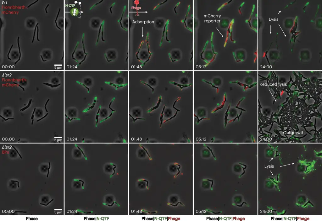 The growth and infection of M. smegmatis cells with fluorescent phages were recorded in a CellASIC microfluidic device using time-lapse imaging. Both wild-type and ∆lsr2 cells were observed.