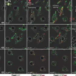 Scientists Uncover the Mechanism: Bacterial Protein Revealed to be Key Player in Phage Infection and Resistance