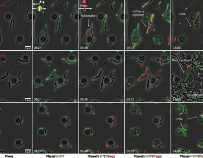 The growth and infection of M smegmatis cells with fluorescent phages were recorded in a CellASIC microfluidic device using time lapse imaging Both wild type and ∆lsr2 cells were observed