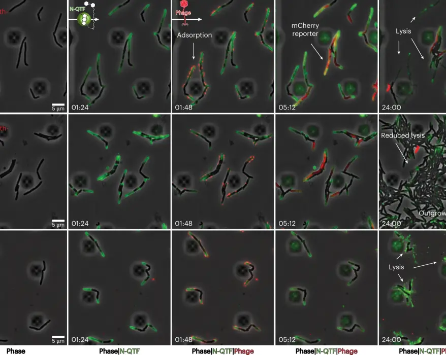 The growth and infection of M. smegmatis cells with fluorescent phages were recorded in a CellASIC microfluidic device using time-lapse imaging. Both wild-type and ∆lsr2 cells were observed.