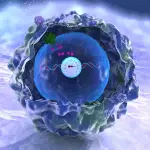 Human cell