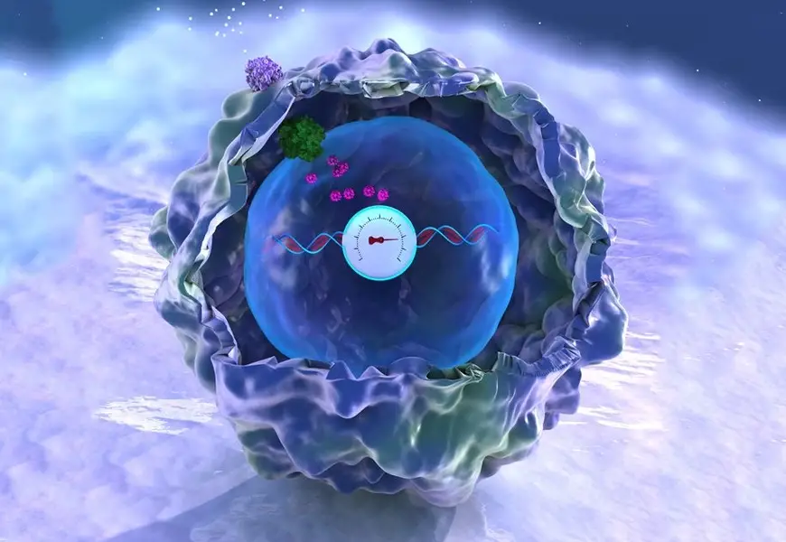 Human cell