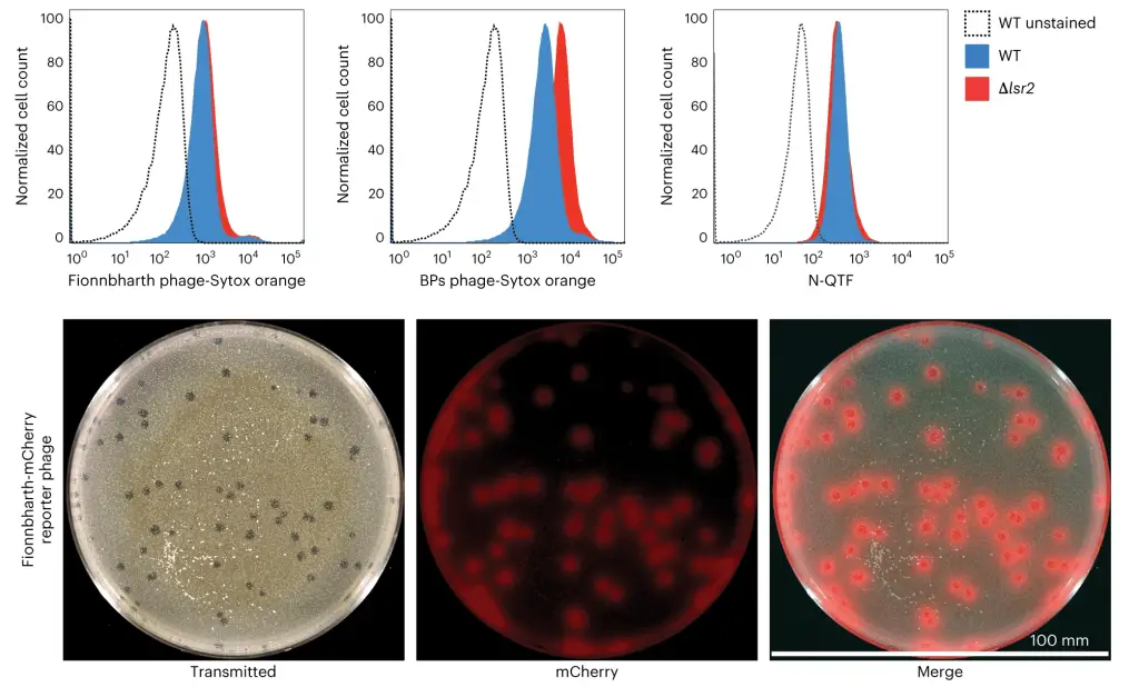 a The histograms in the flow cytometry data display the fluorescent signals at the population level for M smegmatis cells labeled with SYTOX Orange stained mycobacteriophages MOI of 100 N QTF 500 nM and BPs Fionnbharth BPs and N QTF data are presented on the left in the middle and on the right respectively b The plaque assay shows the fluorescent plaques and the 100 mm agarose plate containing WT M smegmatis cells infected with 100 phage particles of Fionnbharth mCherry reporter phage The plate and fluorescent plaques are visible in the transmitted light mCherry and merged channels