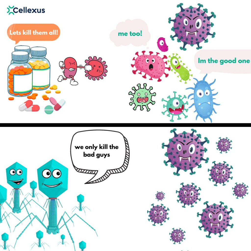 When used as therapy Bacteriophages attacks only the bag bacteria