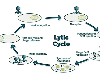 Step In The Bacteriophage Replication Cycle