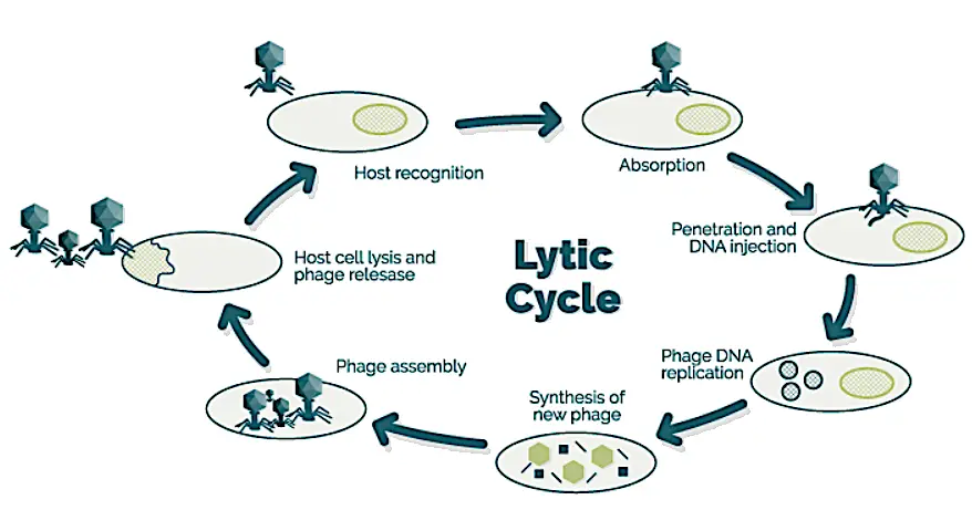 Step In The Bacteriophage Replication Cycle