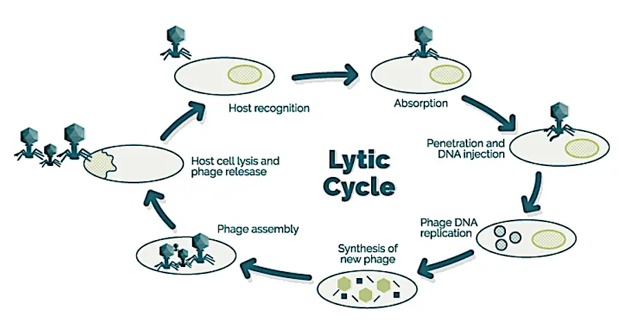 Image showing lytic cycle of virulent bacteriophages