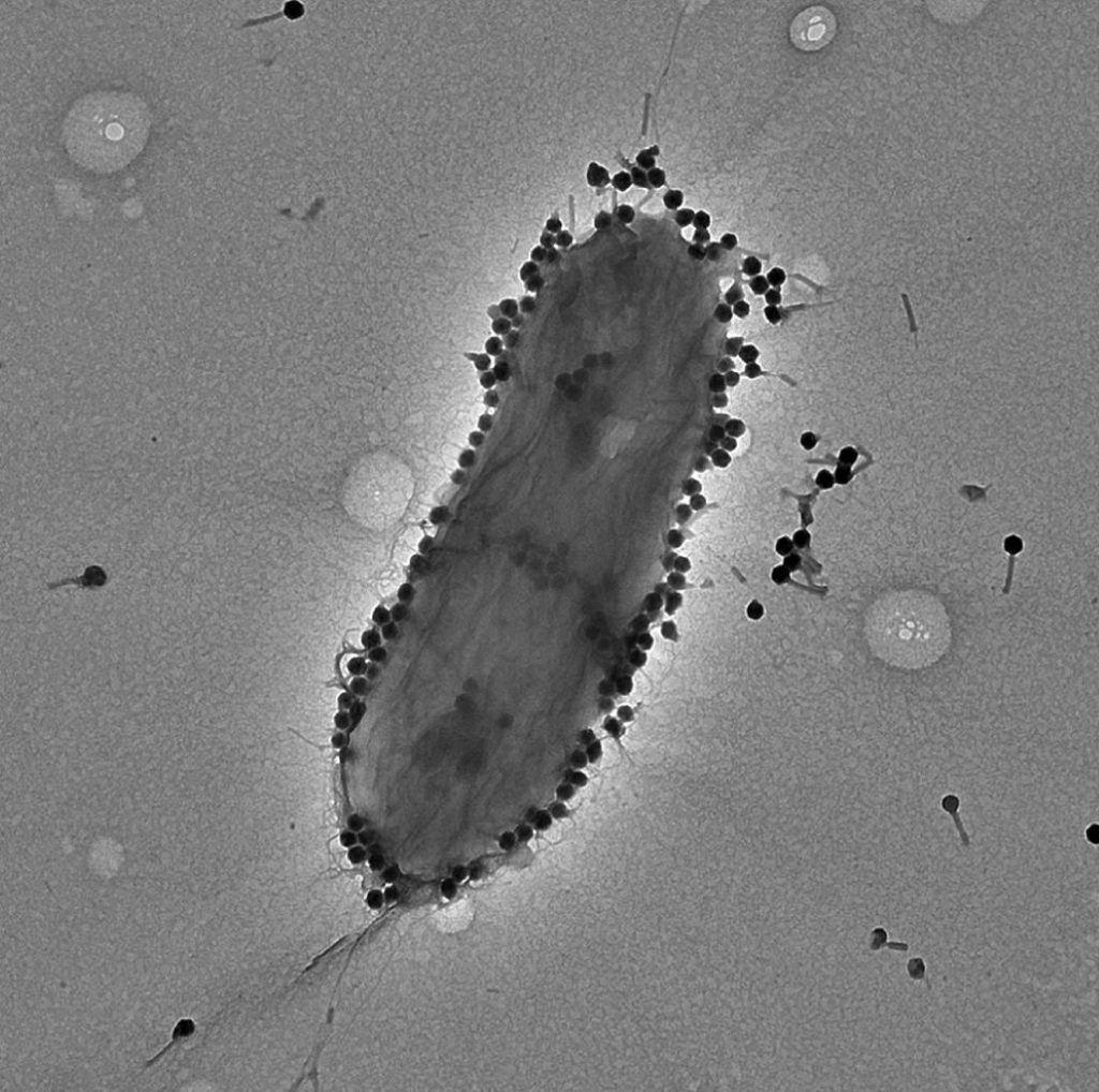 A TEM visualization of the phage PASA16 with P aeruginosa PA14