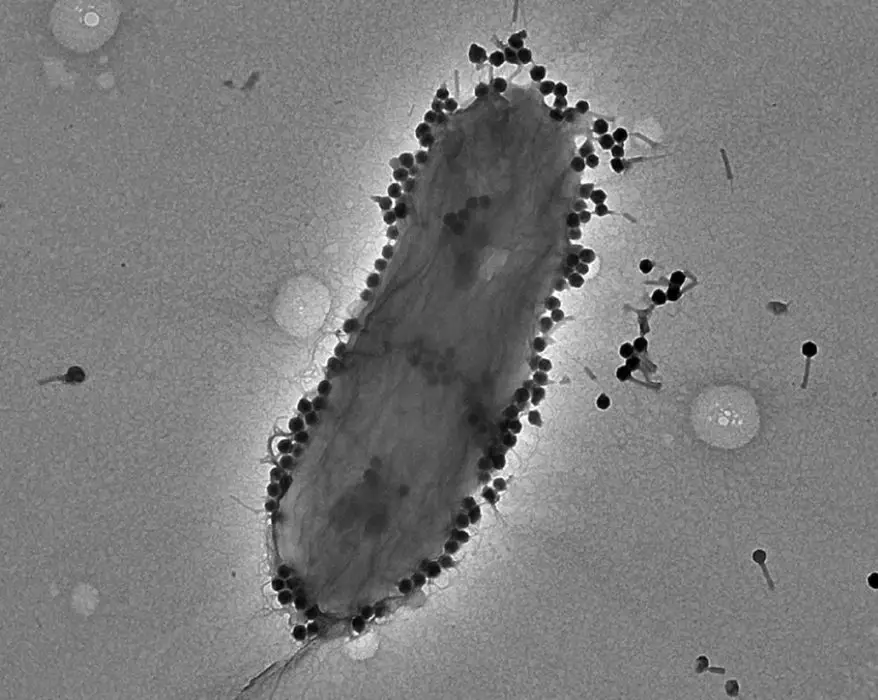 A TEM visualization of the phage PASA16 with P. aeruginosa PA14.