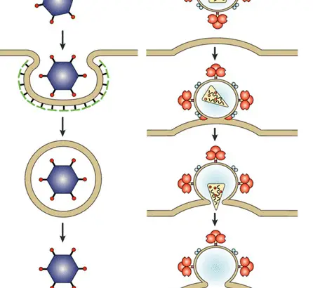 Enveloped virus budding process