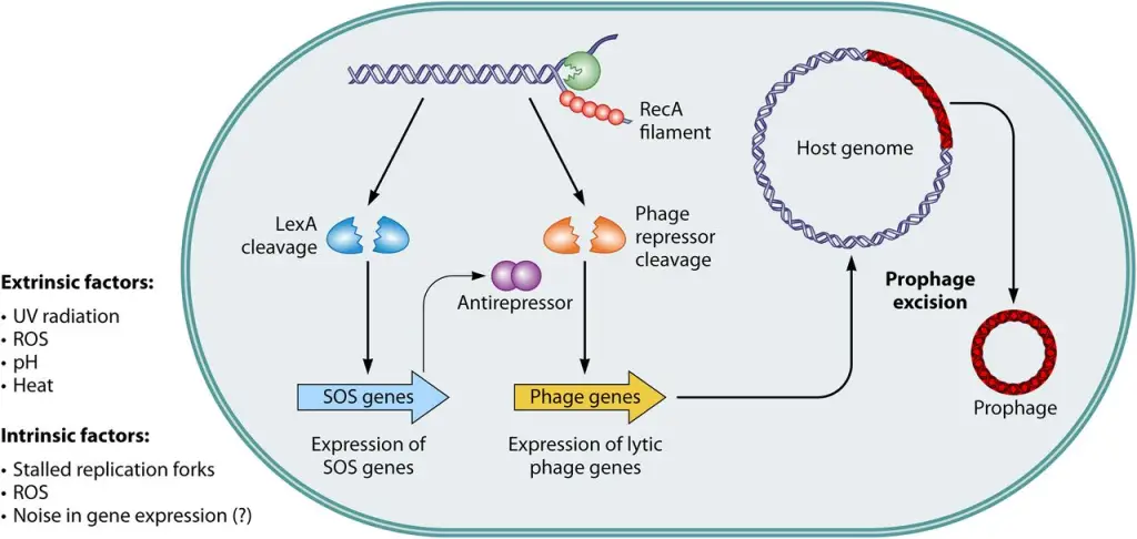 SOS Dependent Self Protective Response | Phage induction