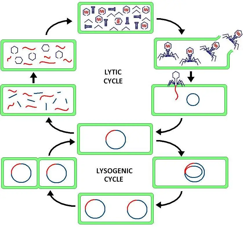 Lysogenic and lytic cycles of the bacteriophage