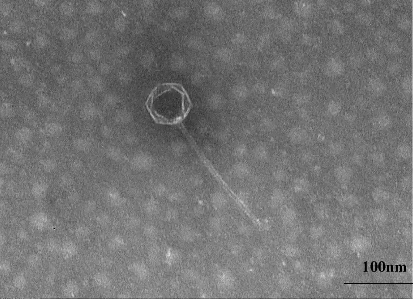 Halomonas phage vB HmeY H4907's TEM morphology