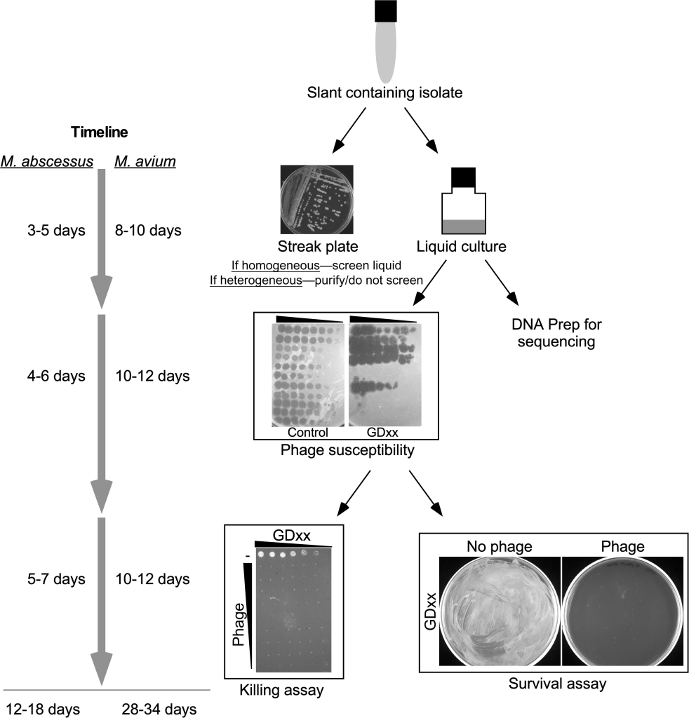 Scheme for identifying therapeutically suitable mycobacteriophages