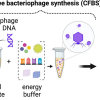 Cell free synthesis of bacteriophages proved more efficient