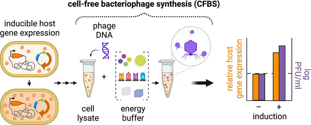 CELL free bacteriophage synthesis CFBS flow chart